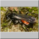 Anoplius infuscatus - Weswespe w005e 10mm - OS-Hasbergen-Lehmhuegel-det.jpg